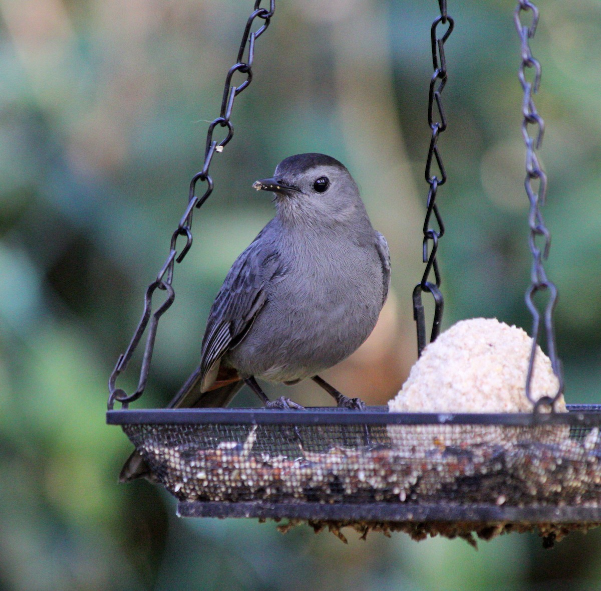 Gray Catbird - ML536917251