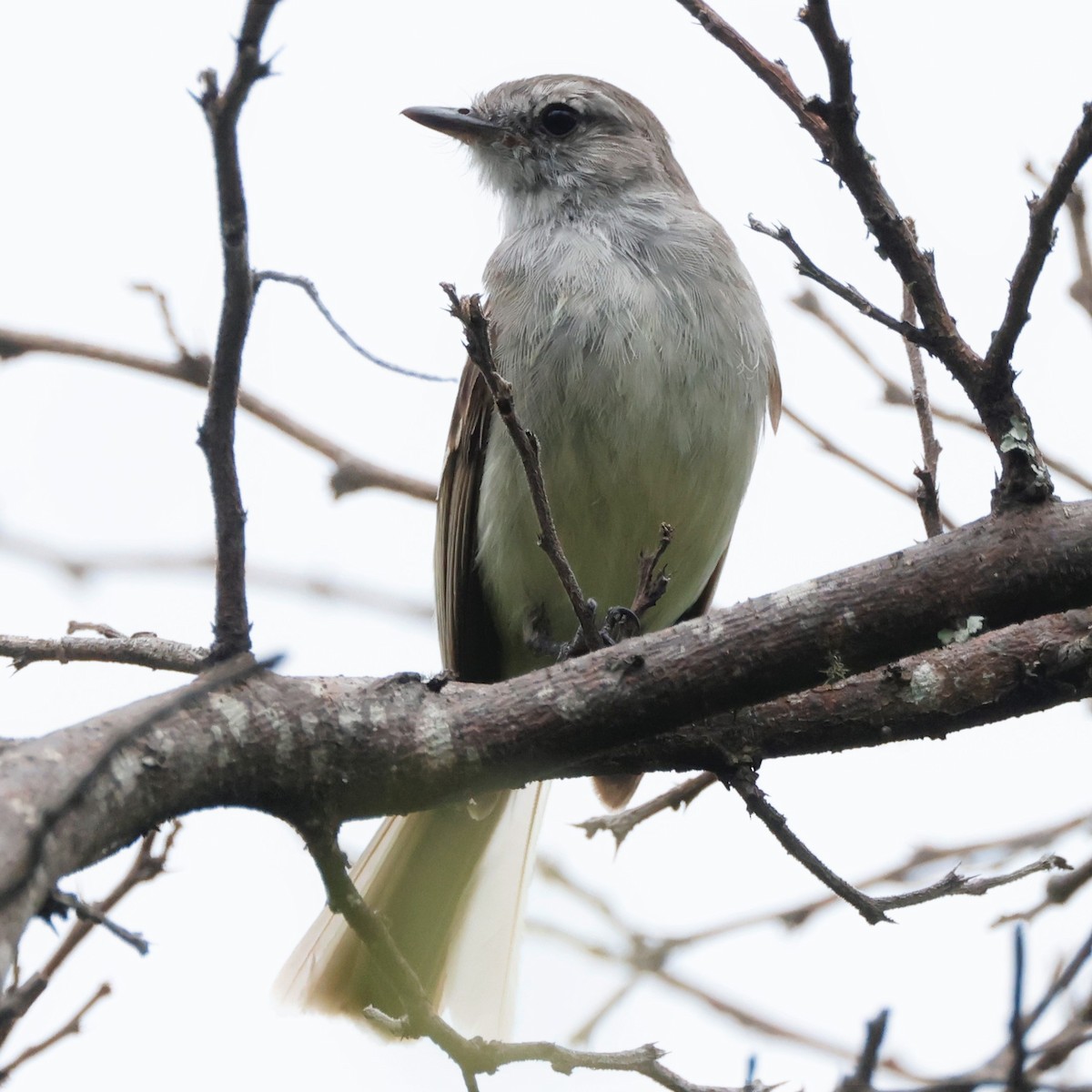 Marañon Tyrannulet - ML536917481