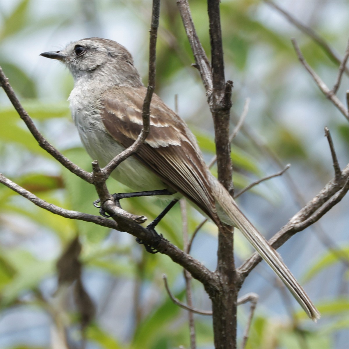 Marañon Tyrannulet - ML536917491