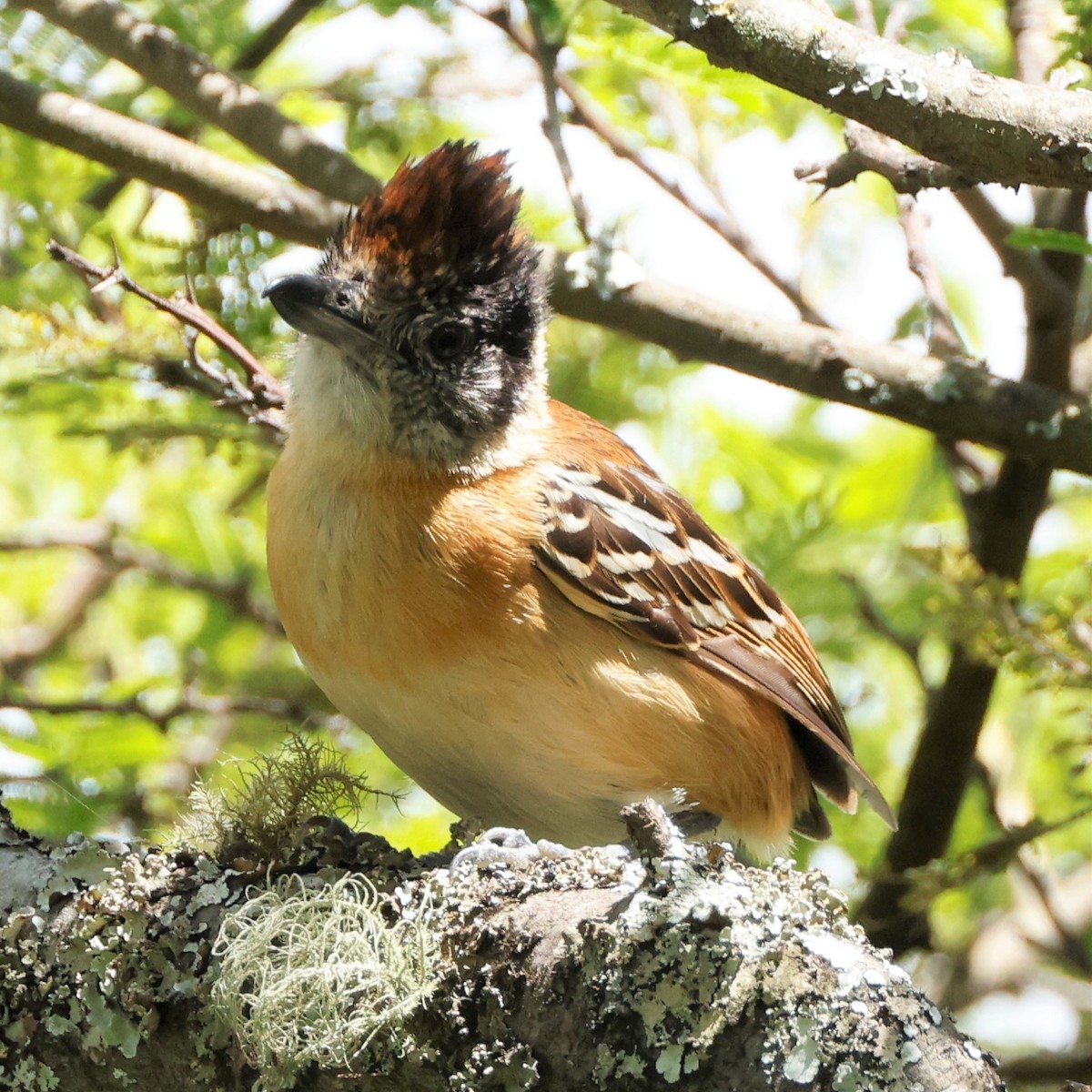 Collared Antshrike - ML536917621