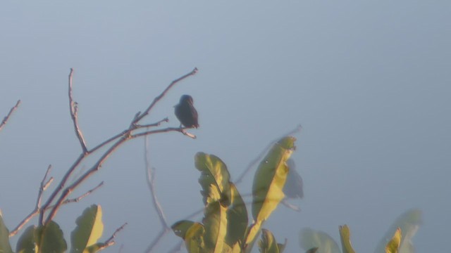 Fiery-tailed Awlbill - ML536917731