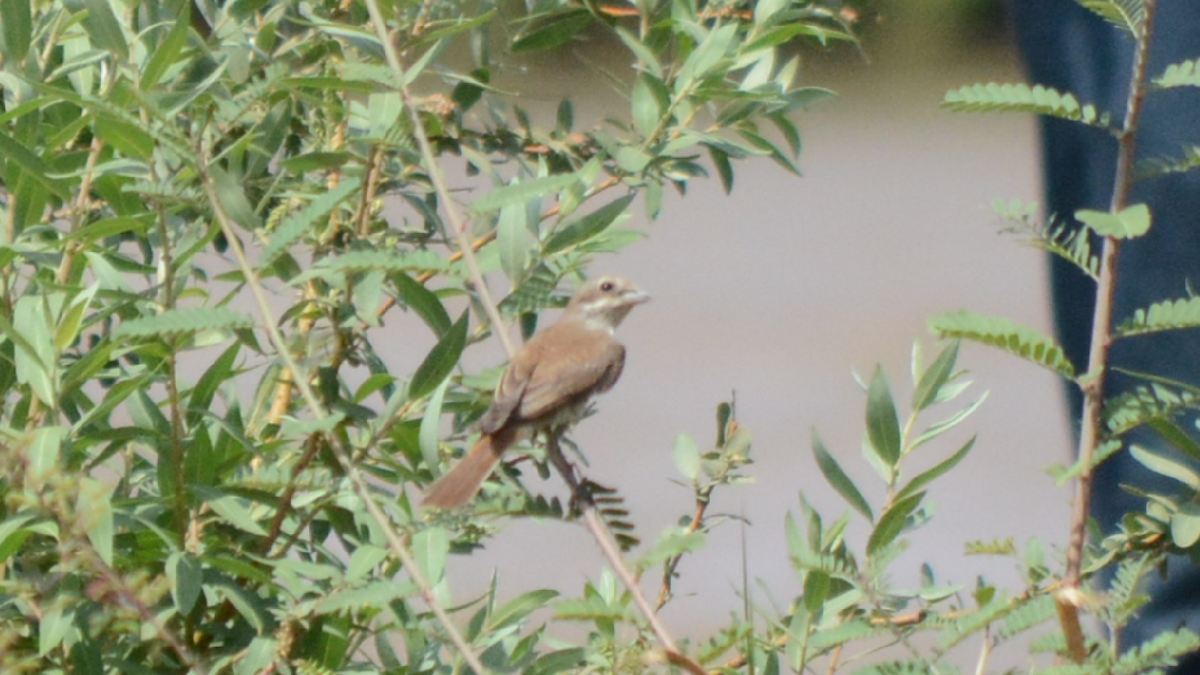 Isabelline Shrike - ML536918251