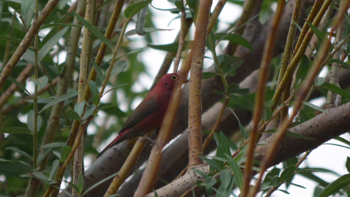 Red-billed Firefinch - ML536918481