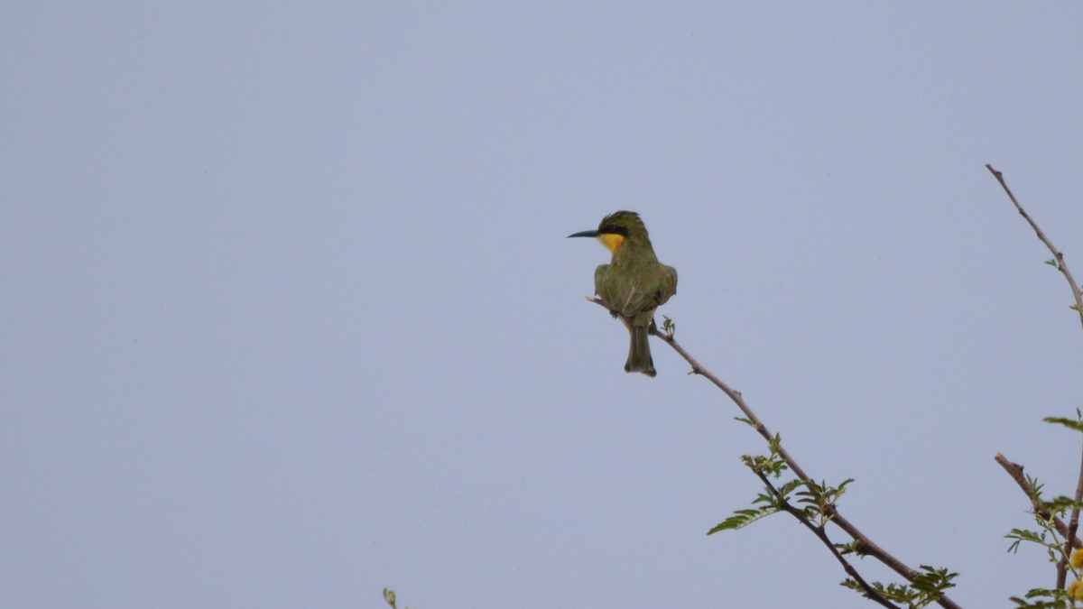 Little Bee-eater - ML536918621