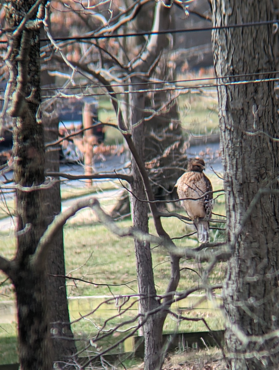 Red-shouldered Hawk - ML536918981