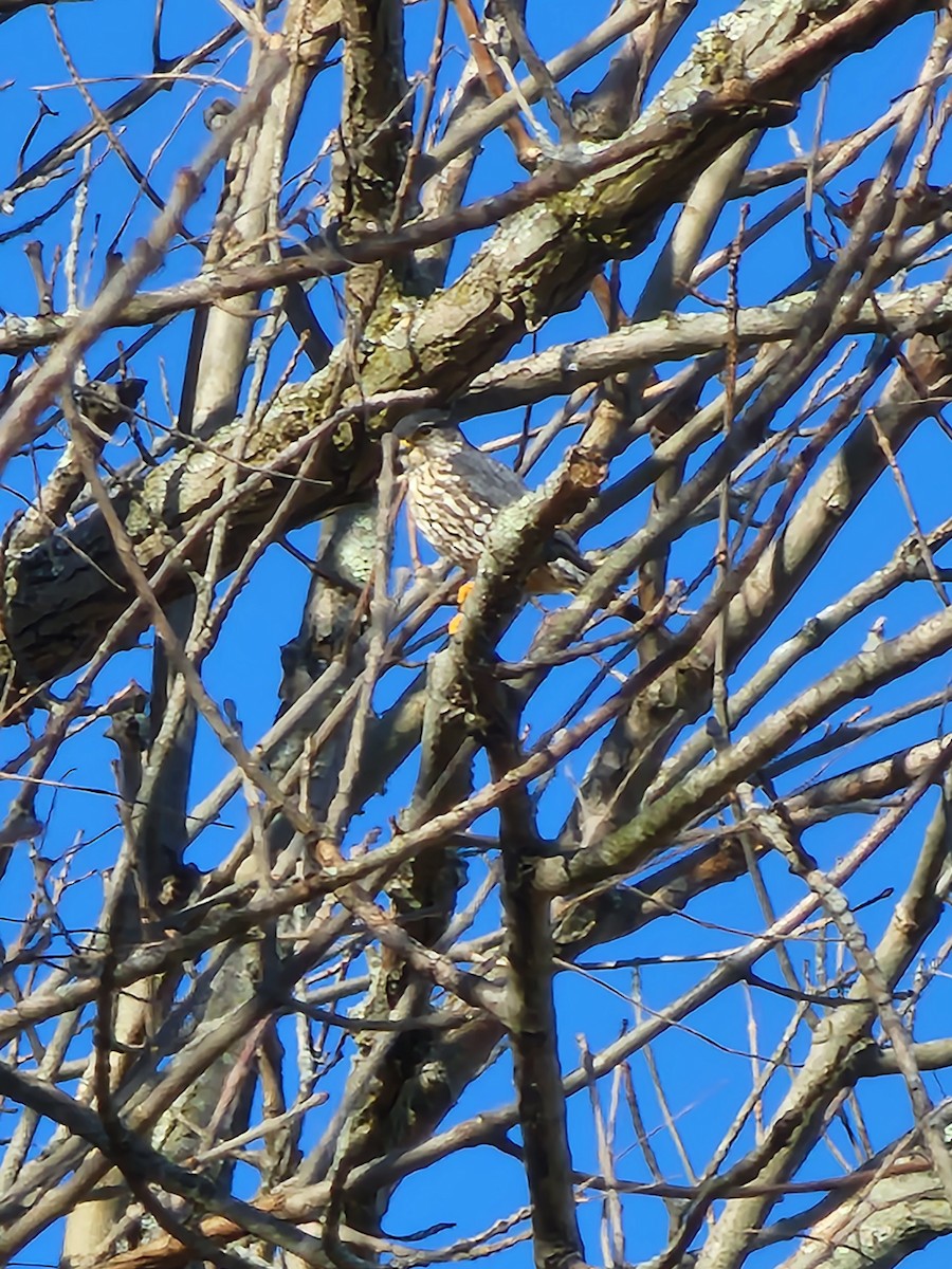 Merlin - ML536920171