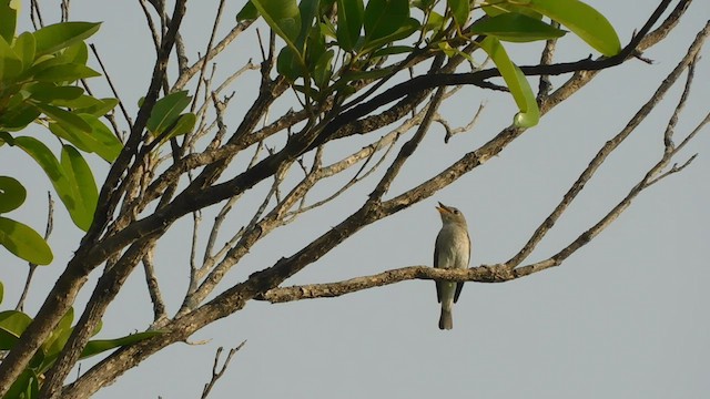 Asian Brown Flycatcher - ML536920241