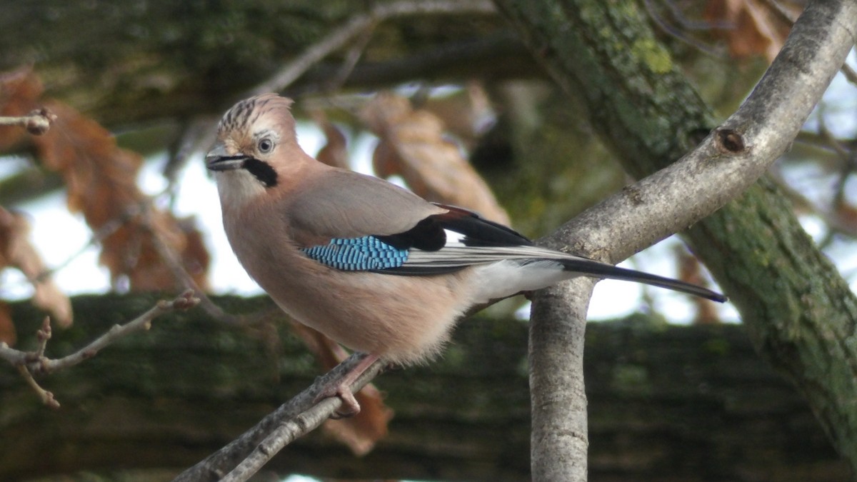 Eurasian Jay - ML536921501