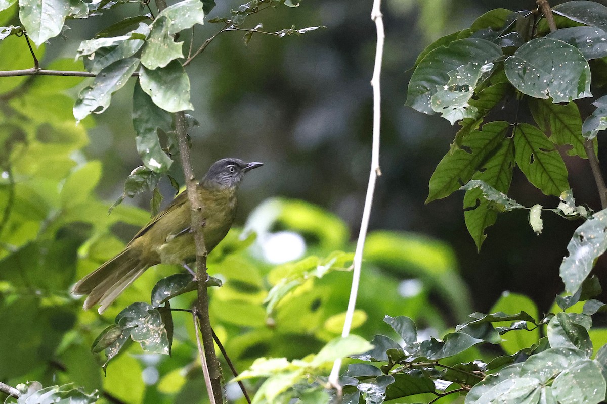 Stripe-cheeked Greenbul (Stripe-cheeked) - ML536921521