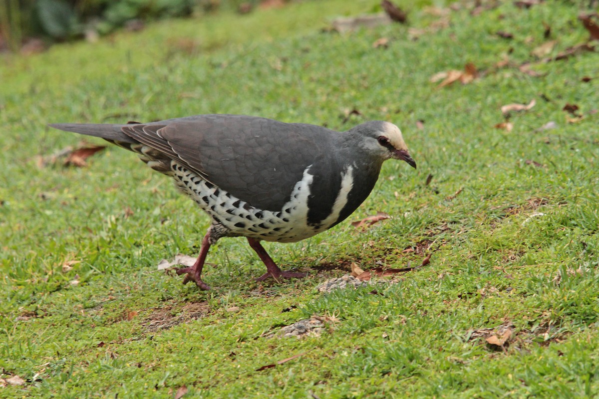 Wonga Pigeon - ML536921831