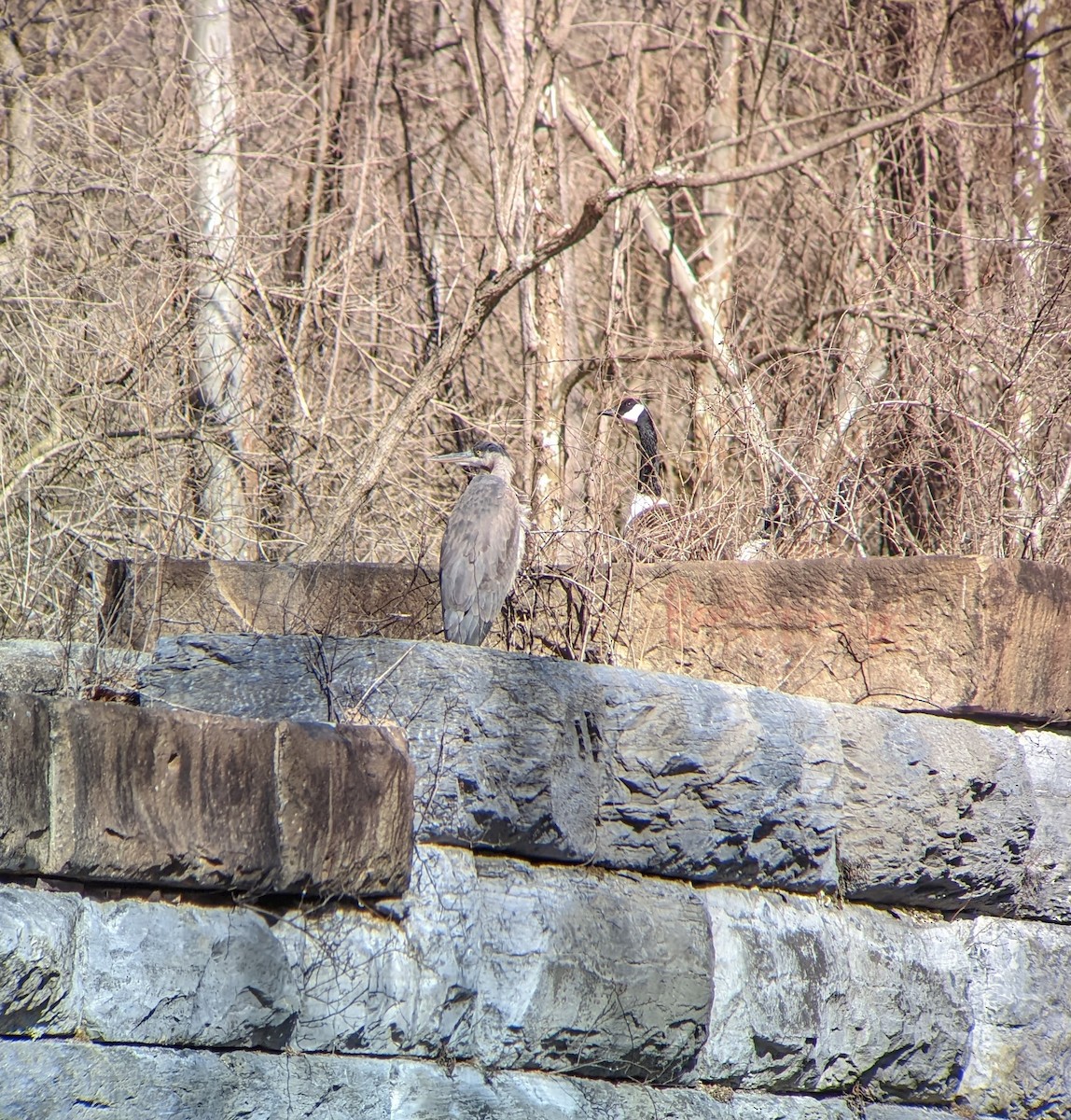 Great Blue Heron - ML536921871