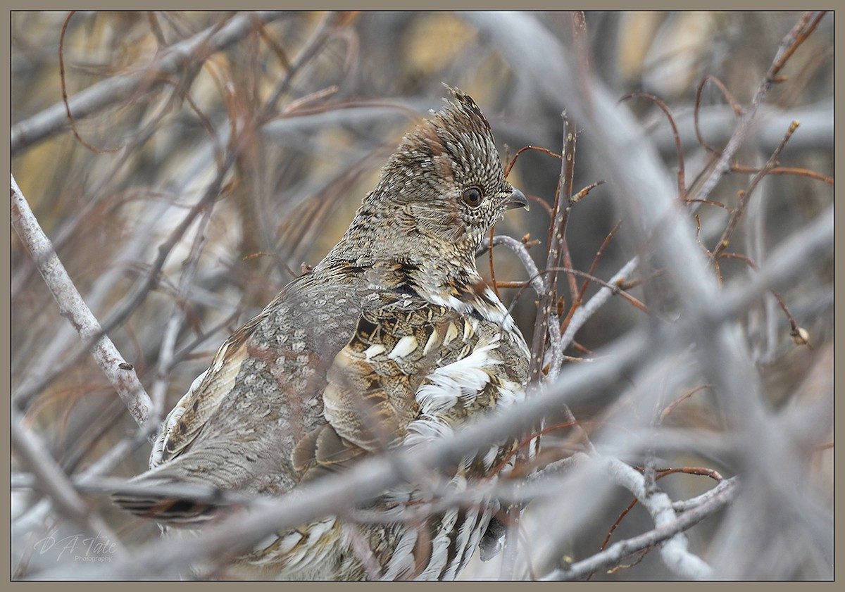 Ruffed Grouse - ML536923551