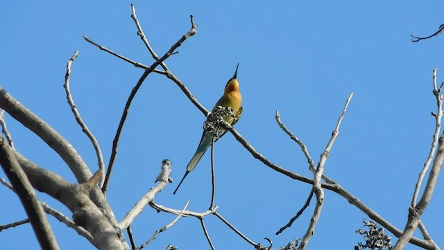 Blue-tailed Bee-eater - ML536923561