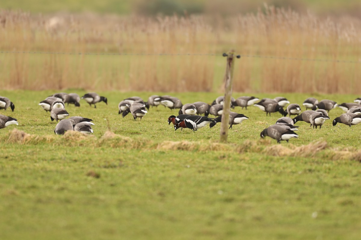 Red-breasted Goose - ML536924351