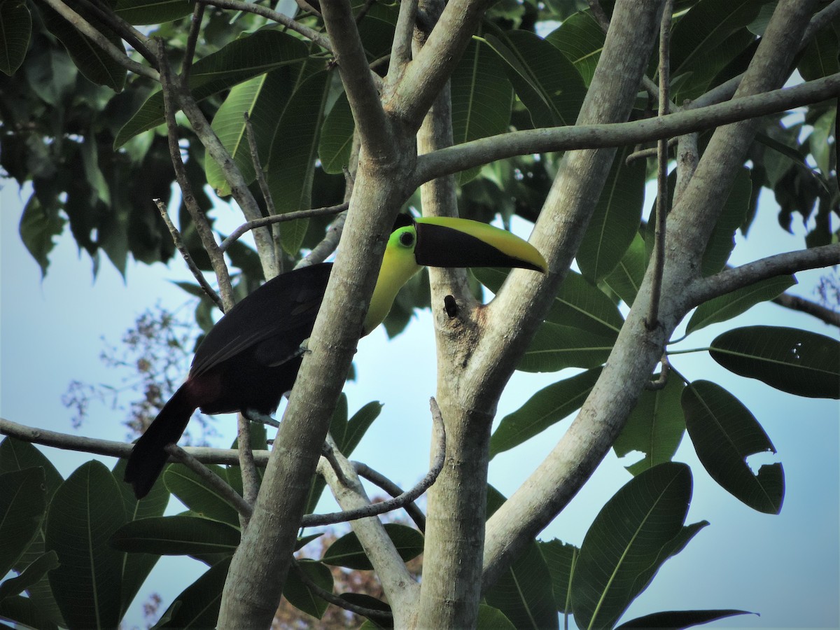 Toucan tocard (swainsonii) - ML536924381