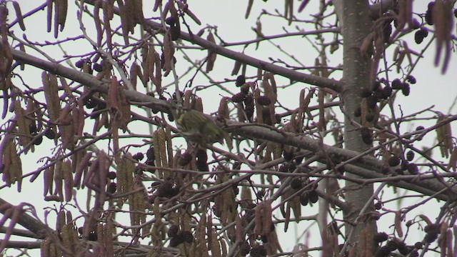 Eurasian Siskin - ML536924631