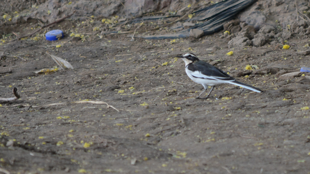 African Pied Wagtail - ML536926421