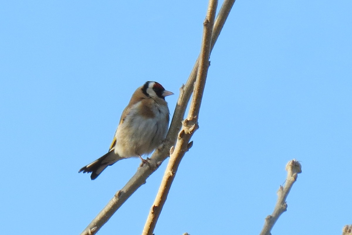 European Goldfinch - ML53692661