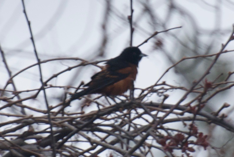 Orchard Oriole - ML53692671