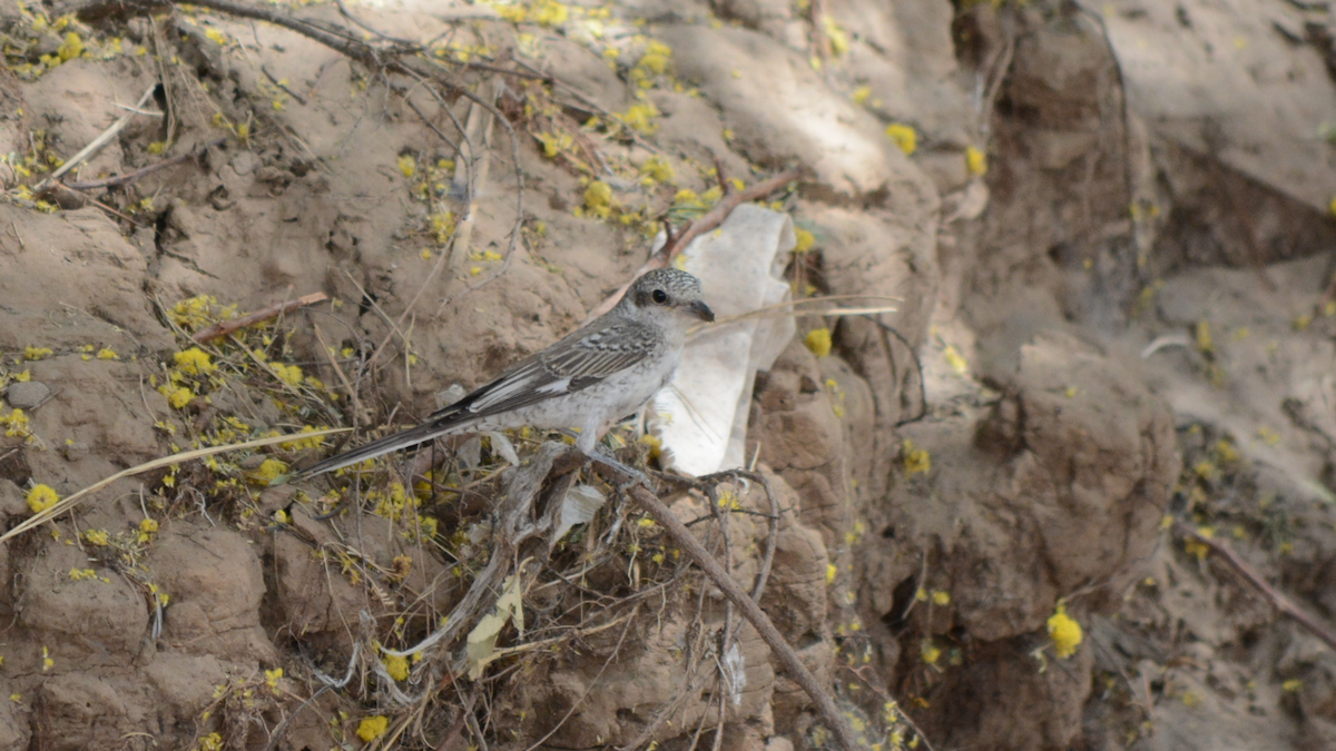 Masked Shrike - ML536927551