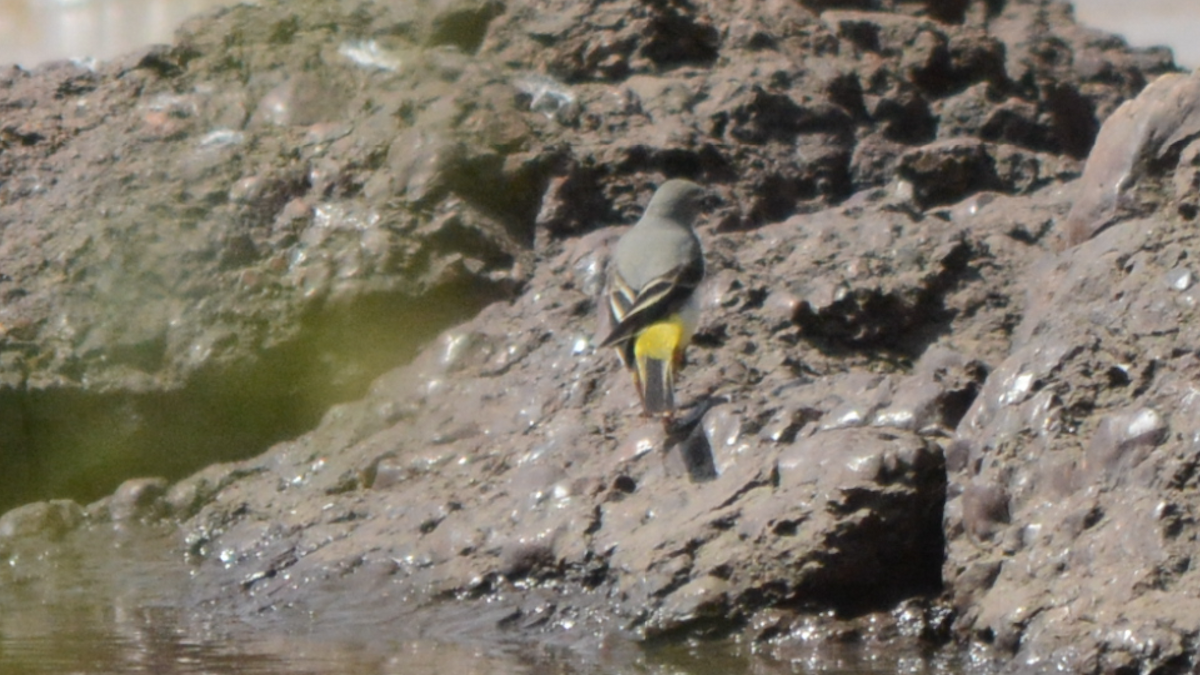 Gray Wagtail - ML536927951