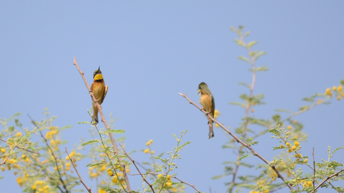 Little Bee-eater - ML536928431