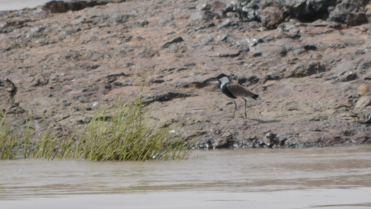 Spur-winged Lapwing - ML536928551