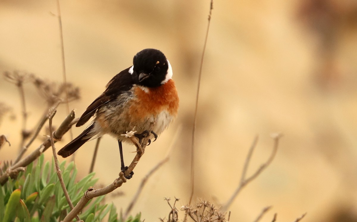 European Stonechat - ML536928571