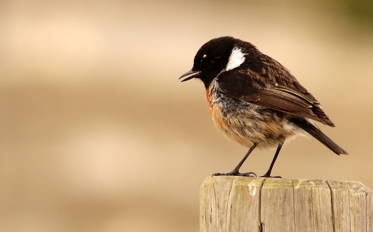 European Stonechat - ML536928581