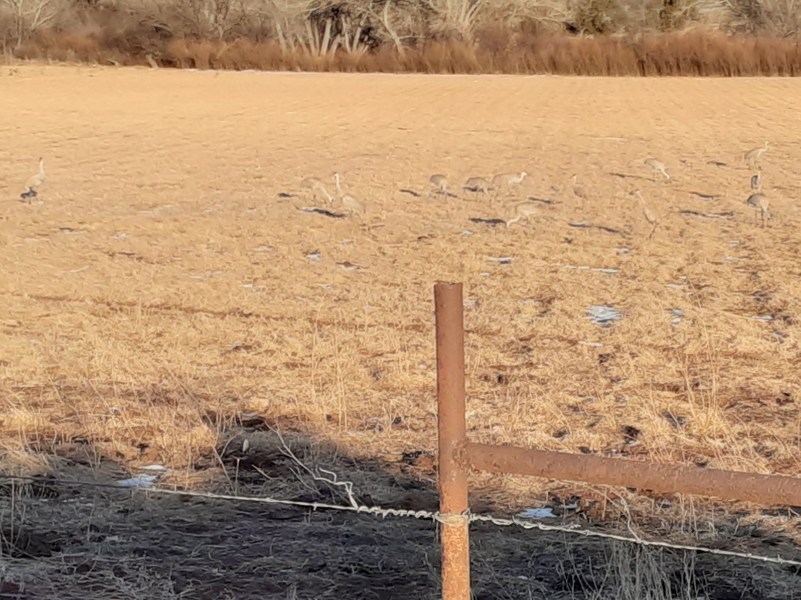 Sandhill Crane - ML536929441