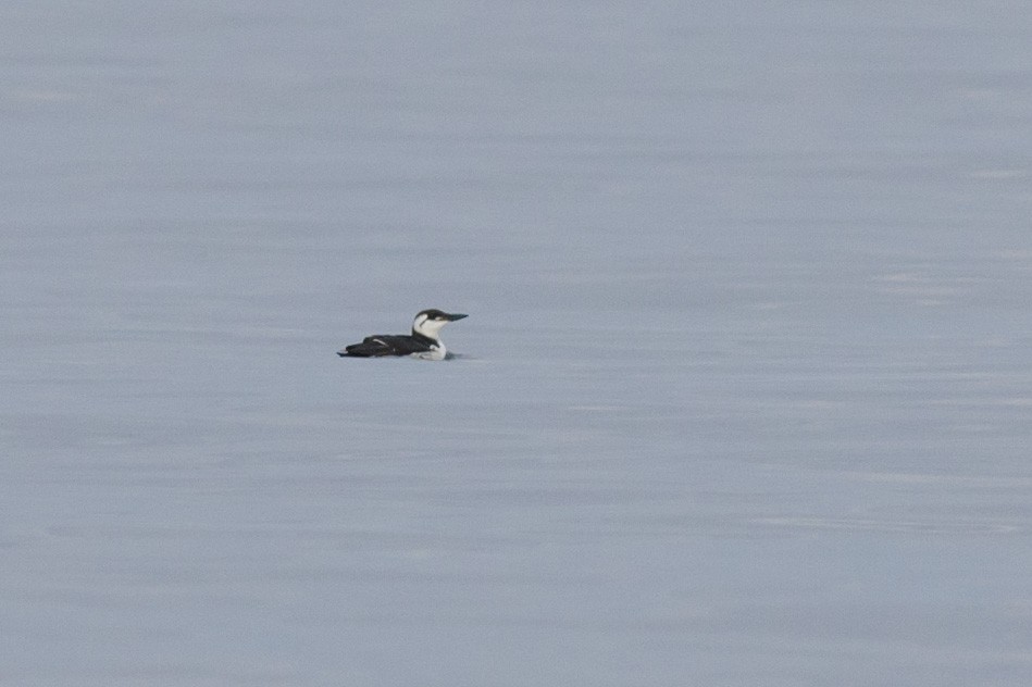 Common Murre - ML536929901