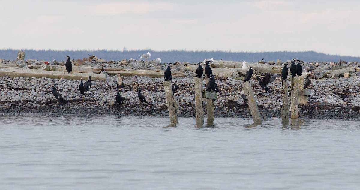 Тураг гогой - ML536930041