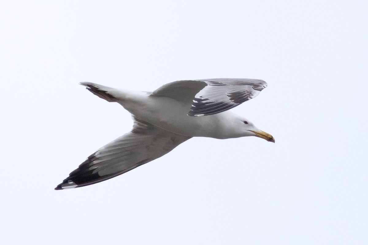 Yellow-legged Gull - ML536930391