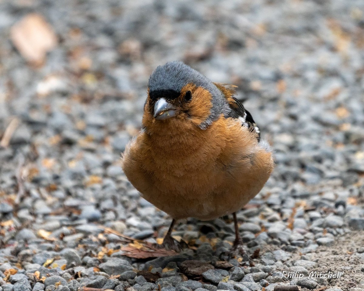 Common Chaffinch - ML536930671