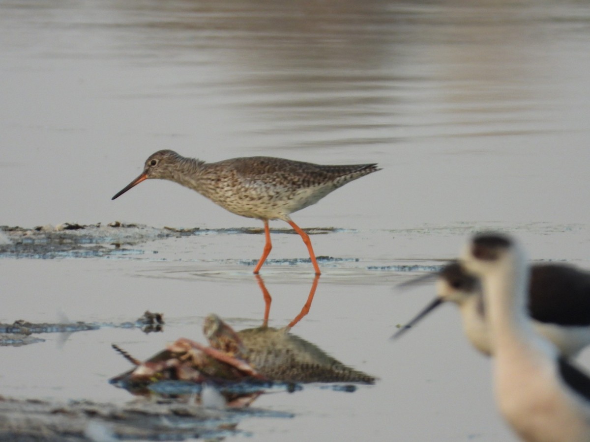 Common Redshank - ML536930821