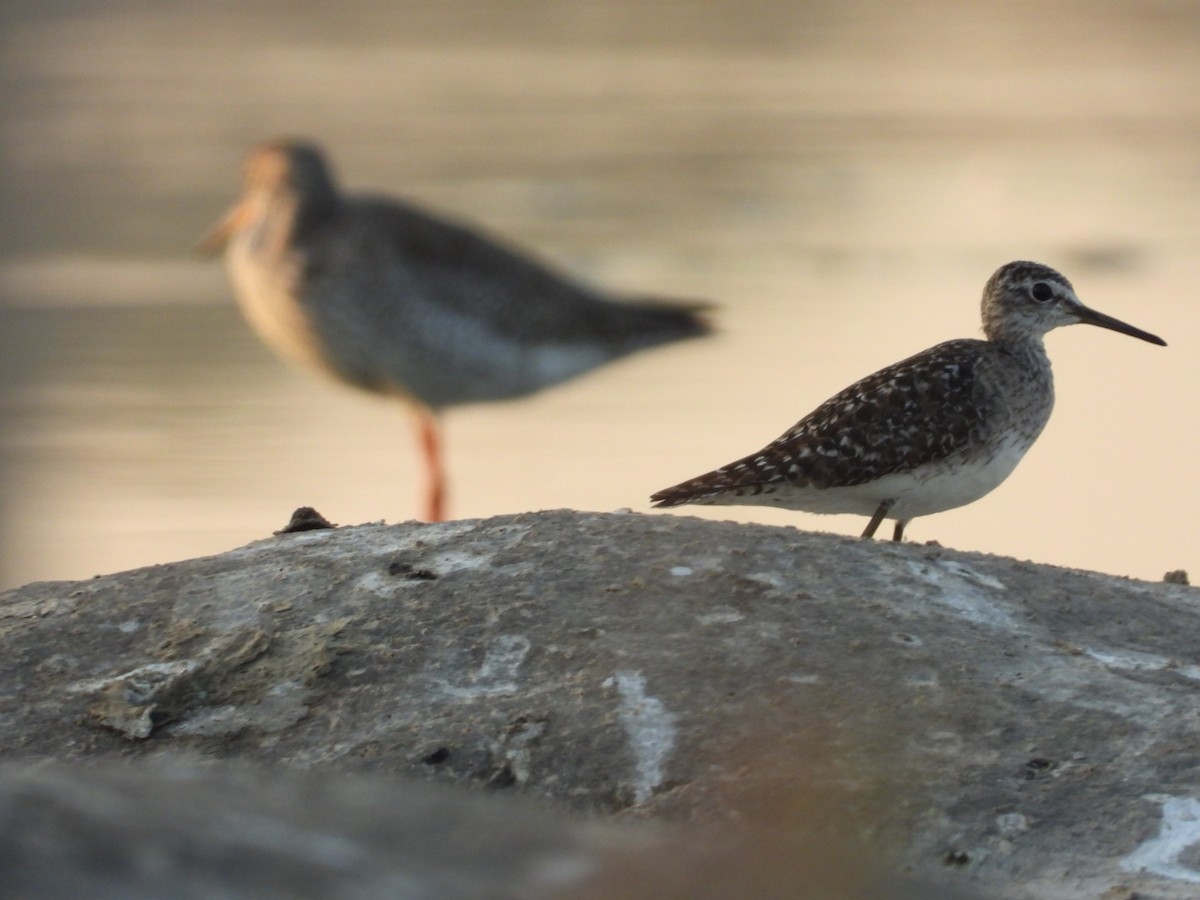 Common Redshank - ML536930831