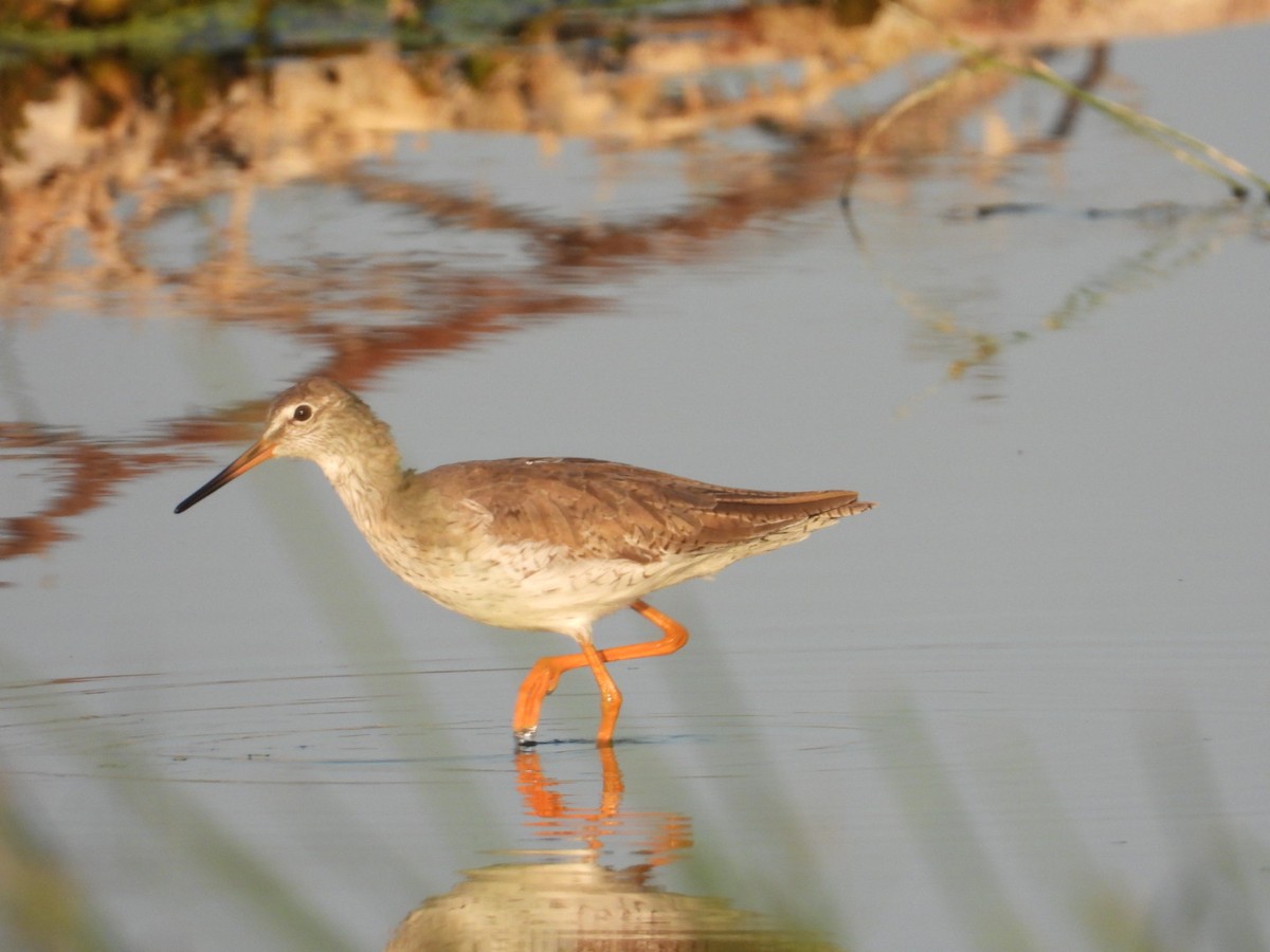 Common Redshank - ML536930861