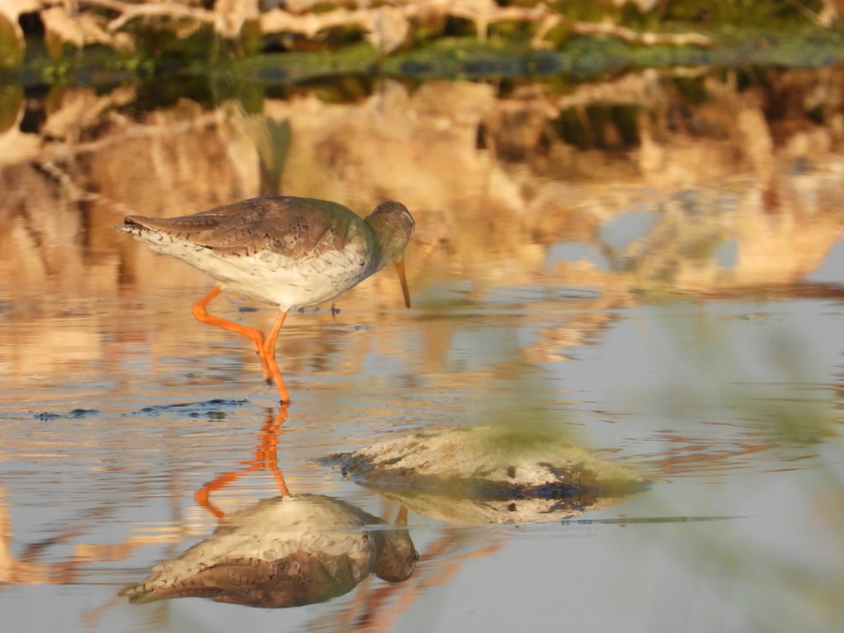 Common Redshank - ML536930901