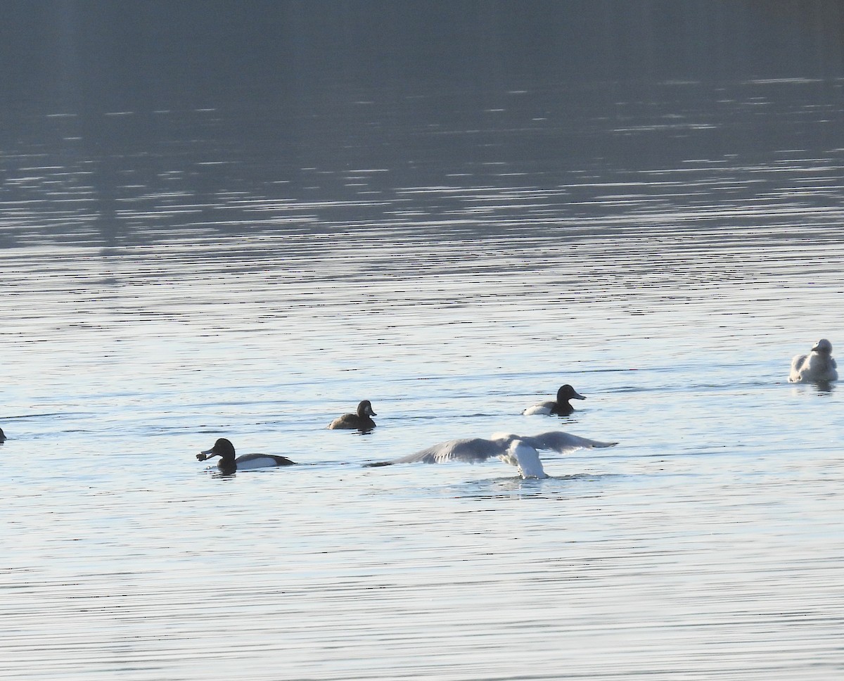 Gaviota Argéntea - ML536932401