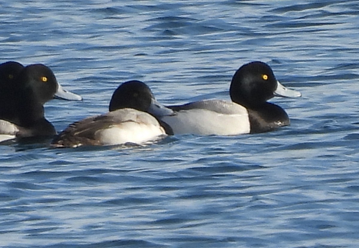 Greater Scaup - Lisa Schibley