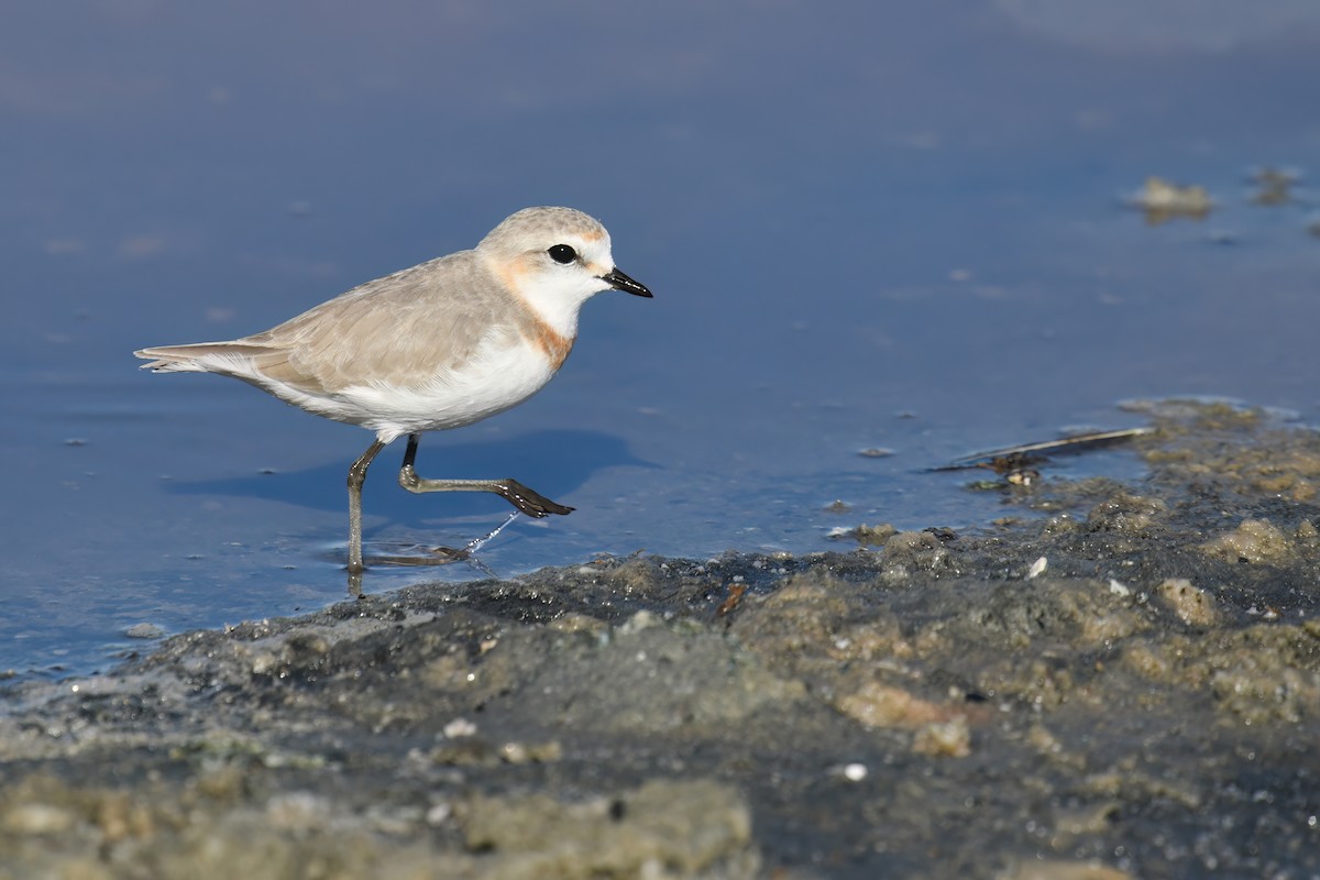 Chestnut-banded Plover - Regard Van Dyk