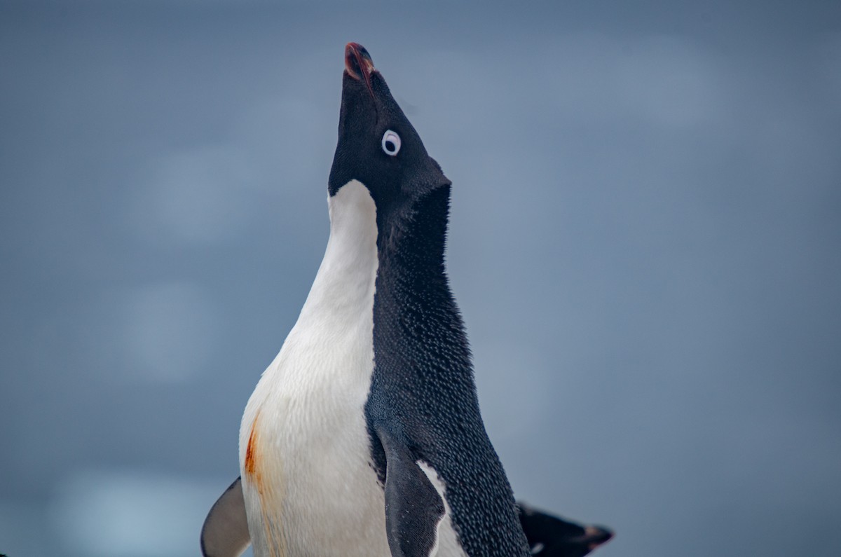 Adelie Penguin - ML536933431