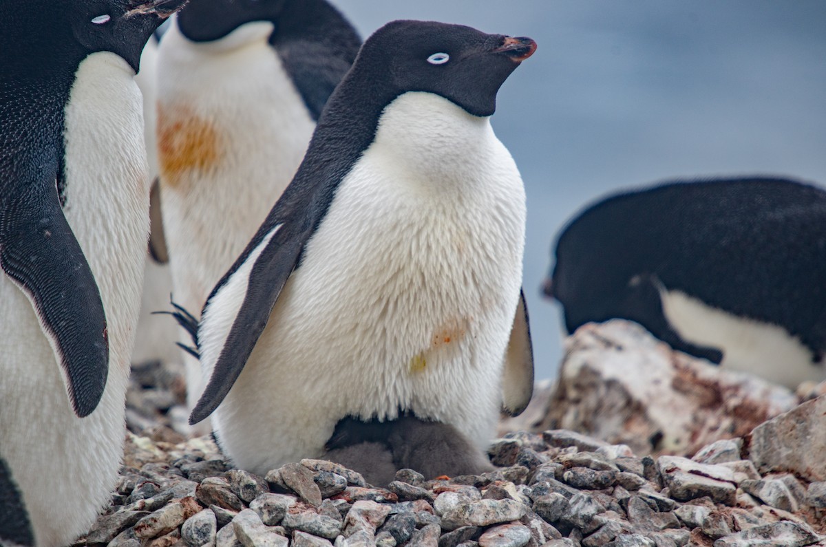 Adelie Penguin - ML536933441
