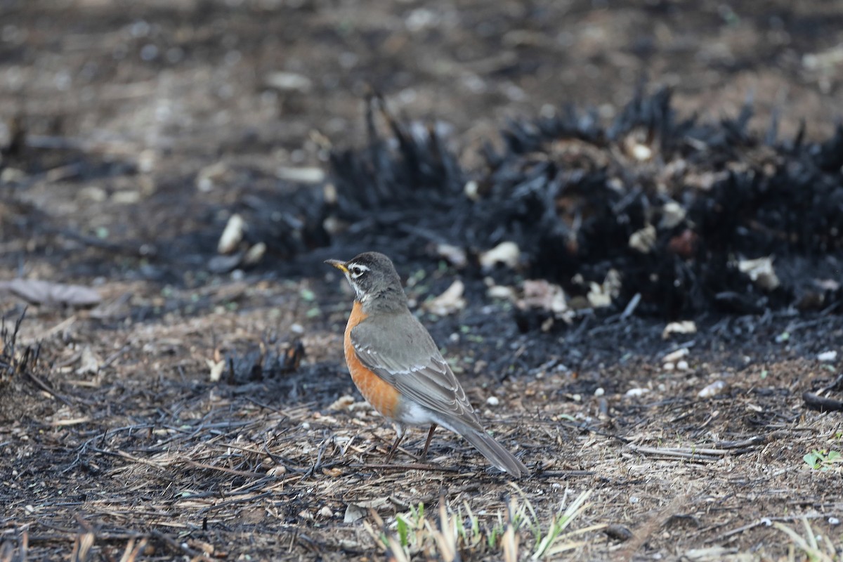 American Robin - ML536935291