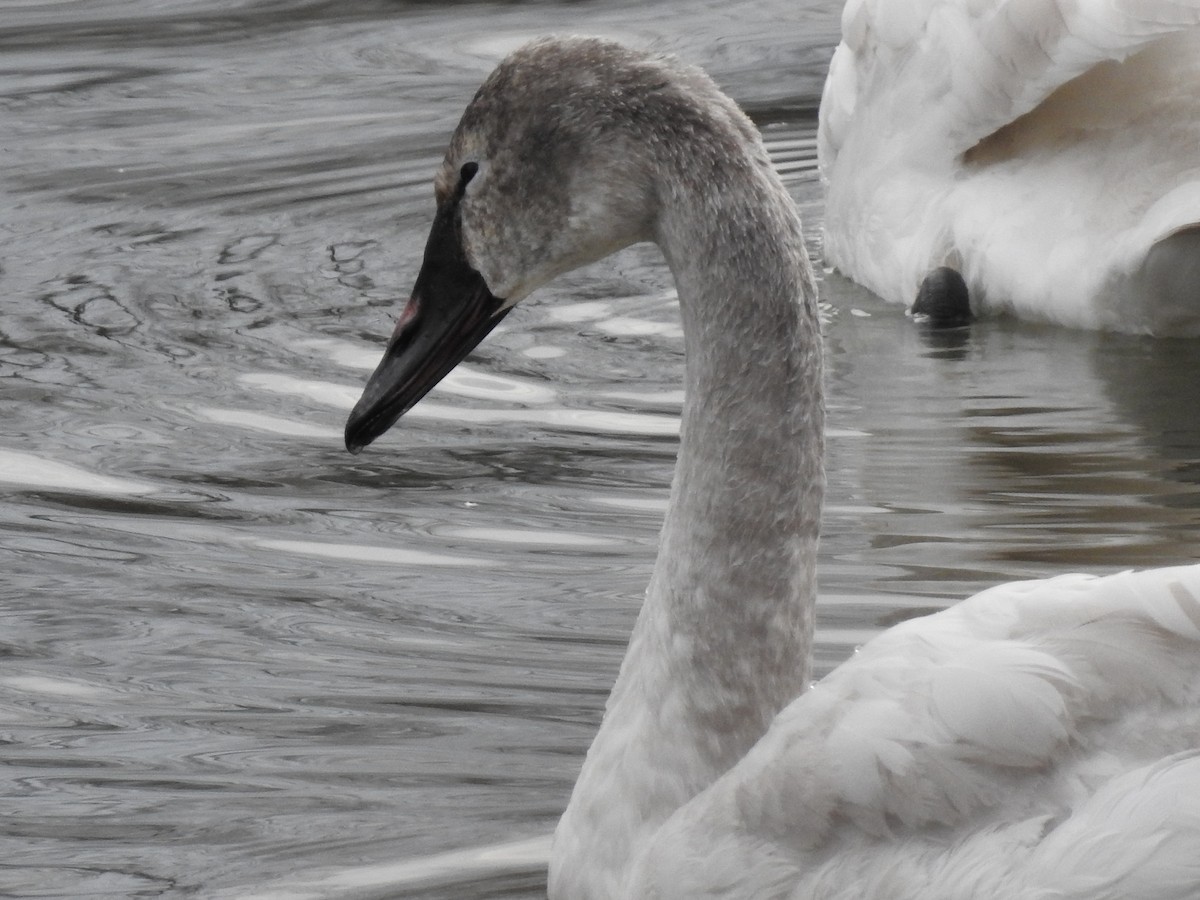 Tundra Swan - ML536936591