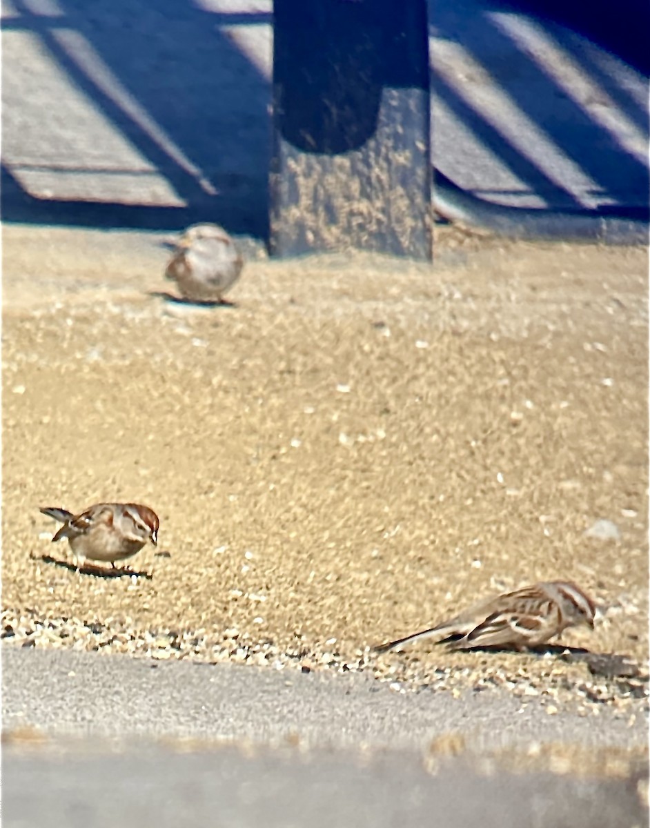 American Tree Sparrow - Mona Clayton