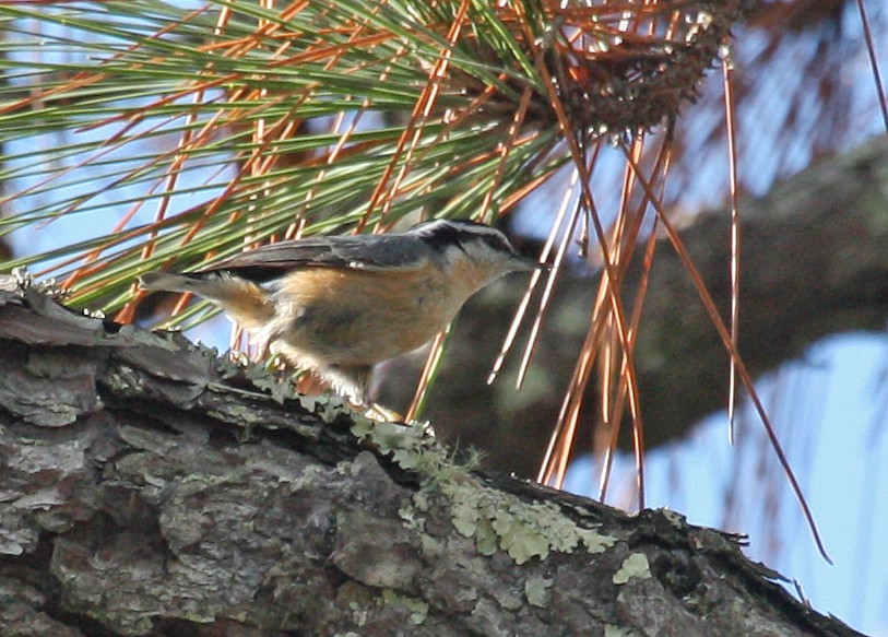 ムネアカゴジュウカラ - ML53693741