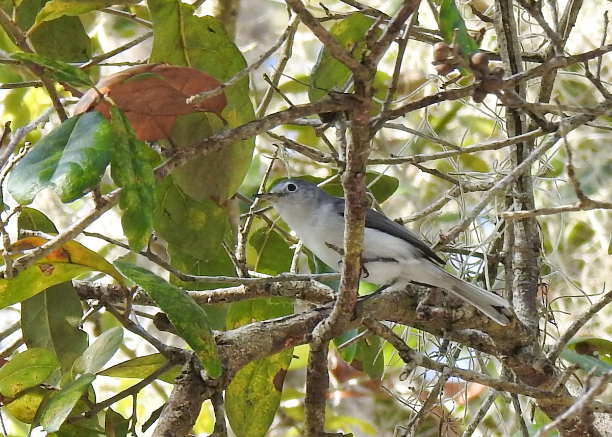 Blue-gray Gnatcatcher - ML536938191