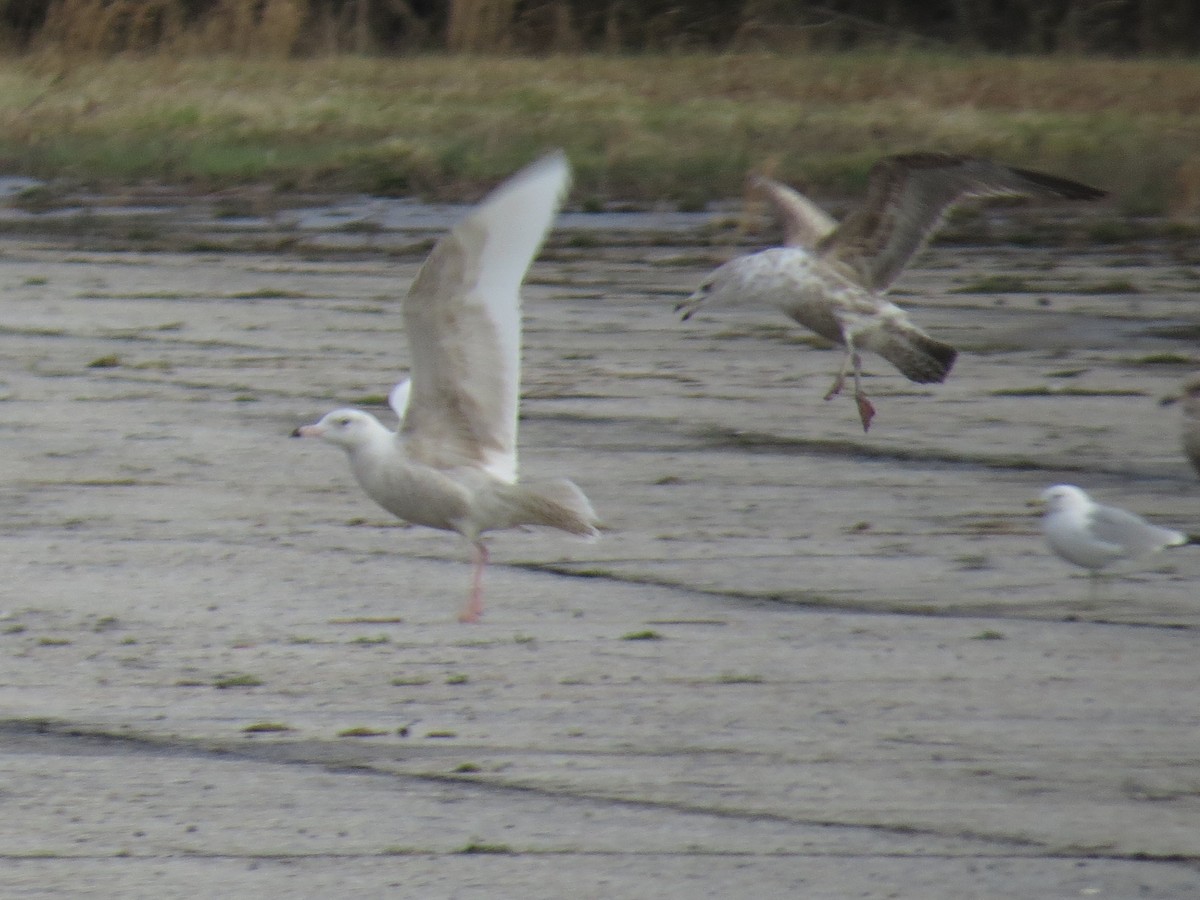 Glaucous Gull - ML53693821