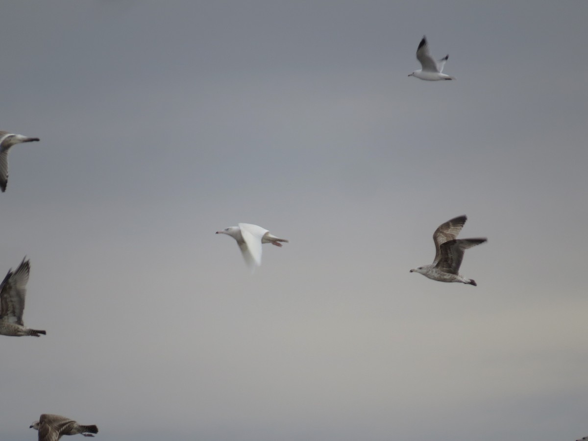 Glaucous Gull - ML53693831